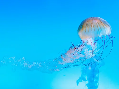 Mote-ivational Science Lectures: Dr. Dominique Gallery