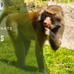 Baboon Chat