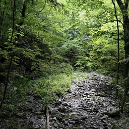 Hemlock Brook & Harmon Pond