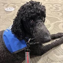 Read to a Therapy Dog