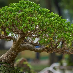 Bonsai Day