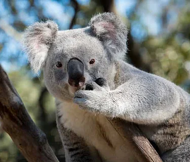 Conservation Connections: Wild Koala Day 2026