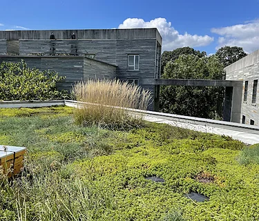 Green Roof Tour