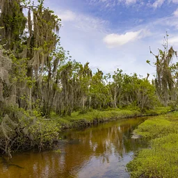 Myakka Headwaters Guided Nature Walk