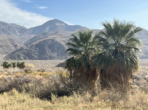 Palm Springs Desert Chapter – Paint/Sculpt-Out at Indian Canyons