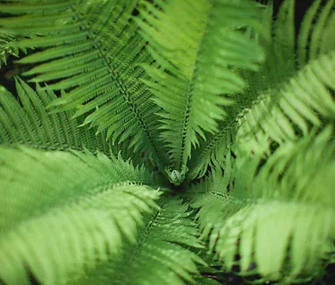 Fern Glade Tour