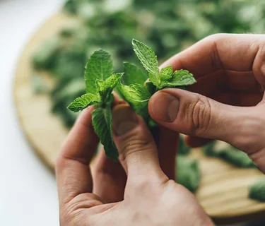 The Many Medicinal Wonders of the Mint Family