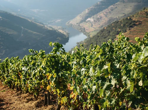 Wine Wednesday: Rhone Valley w/ Viognier