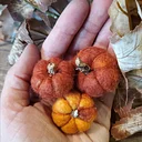 Workshop: Mini Wet-Felted Pumpkins