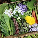 Beginner’s Foraging Workshop: Wildflowers