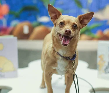 Barks and Books at San Ysidro Library