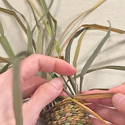 Kudzu and Wisteria Basket Weaving