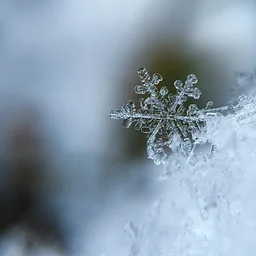 December Holiday Celebration