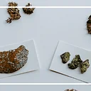 Walk with an Expert: Explore Lichen!