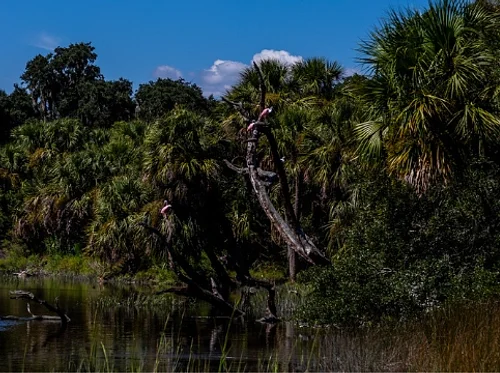Director’s Circle Day Trip 
to Ossabaw Island
