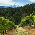 Phelps Creek Tasting Room