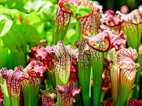 Carnivorous Bog