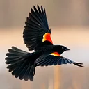 Birding Walk