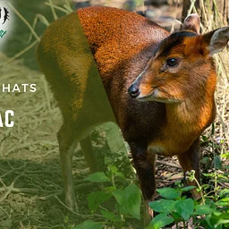 Muntjac Chat