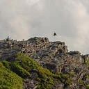 Adult Field Course: Exploring Natural Communities of Grandfather Mountain