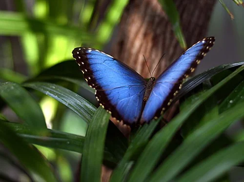 Morpho Mania 