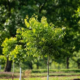Southeast Land Transfer Regional Forum (Webinar)