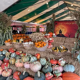 Tina's Pumpkin Patch