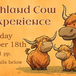 Highland Cow Experience