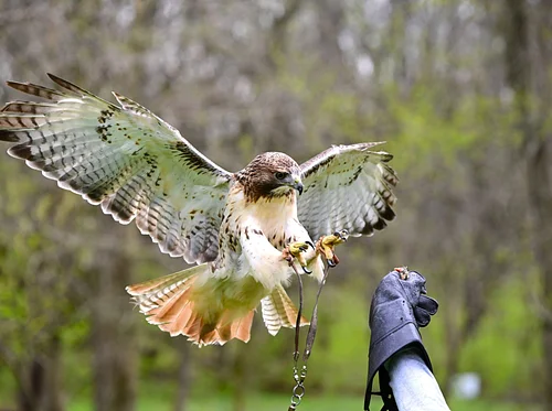 Raptor Photography: April 12, 10-11:30am