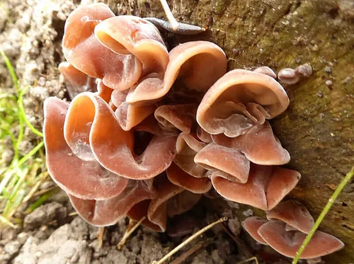Fungi 101 Talk and Walk at Fern Hollow Nature Center