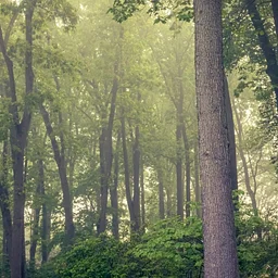 Forest Bathing
