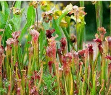 Nature Sunday: Plants that Eat!