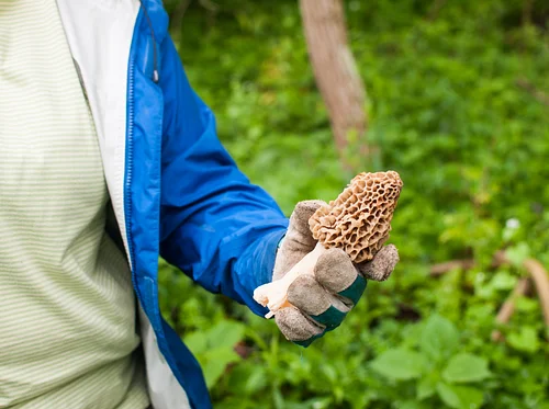 Sustainability at Home: Preserving Edible Mushrooms 101