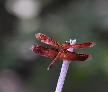 Bug Buddies: Dragonflies & Damselflie