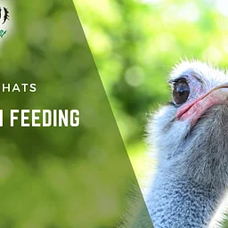 Ostrich Feeding (FREE)