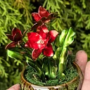 Copper class – Christmas cactus at The Vineyard at Hershey