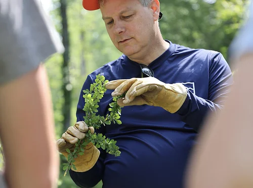 Learn & Pull Volunteer Series: Native and Invasive Look-A-Likes
