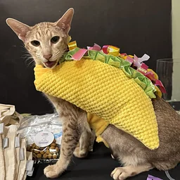 Meow-loween: A Cat Takeover