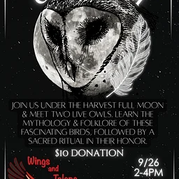 Owl Wisdom