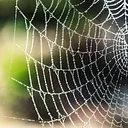 Webs, Wings, and Scaly Things Camp July 27th-31st