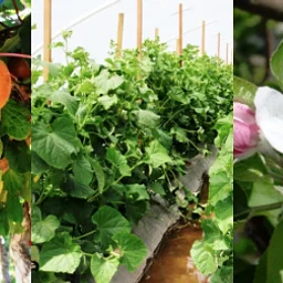 Downtown Farmers Market – Wednesday Market