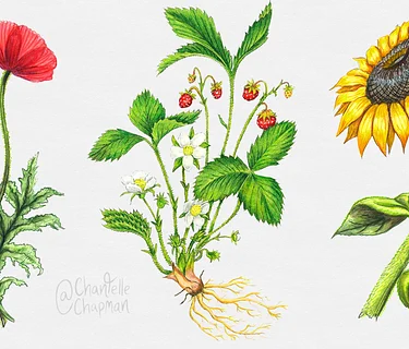 Botanical Drawing with Color Pencils Workshop