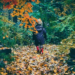 Oaks and Acorns: Fall