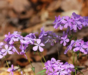 Spring Wildflower Stroll: The Business of Blooming