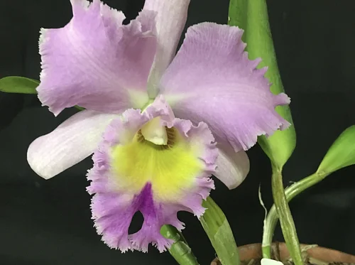 Orchids: Not Hard, Just Different