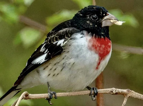 Birding for Beginners