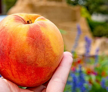 Peach Festival
