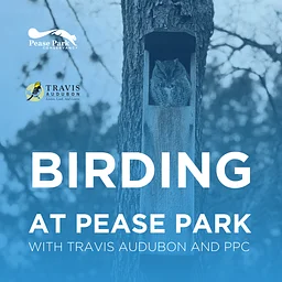 Birding at Pease Park