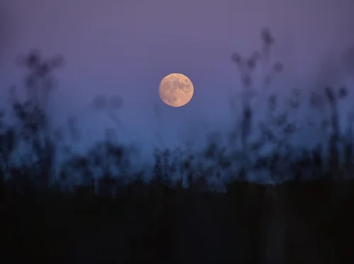 Night of Nature Play
