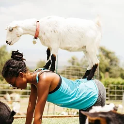 Goat Yoga